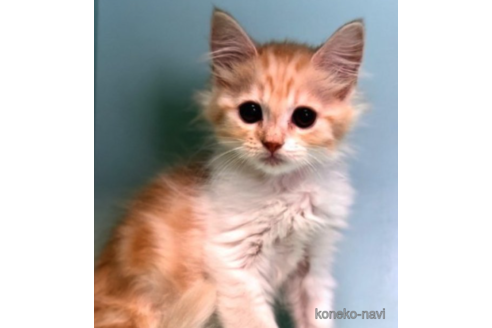 成約済の京都府のマンチカン-72040の2枚目